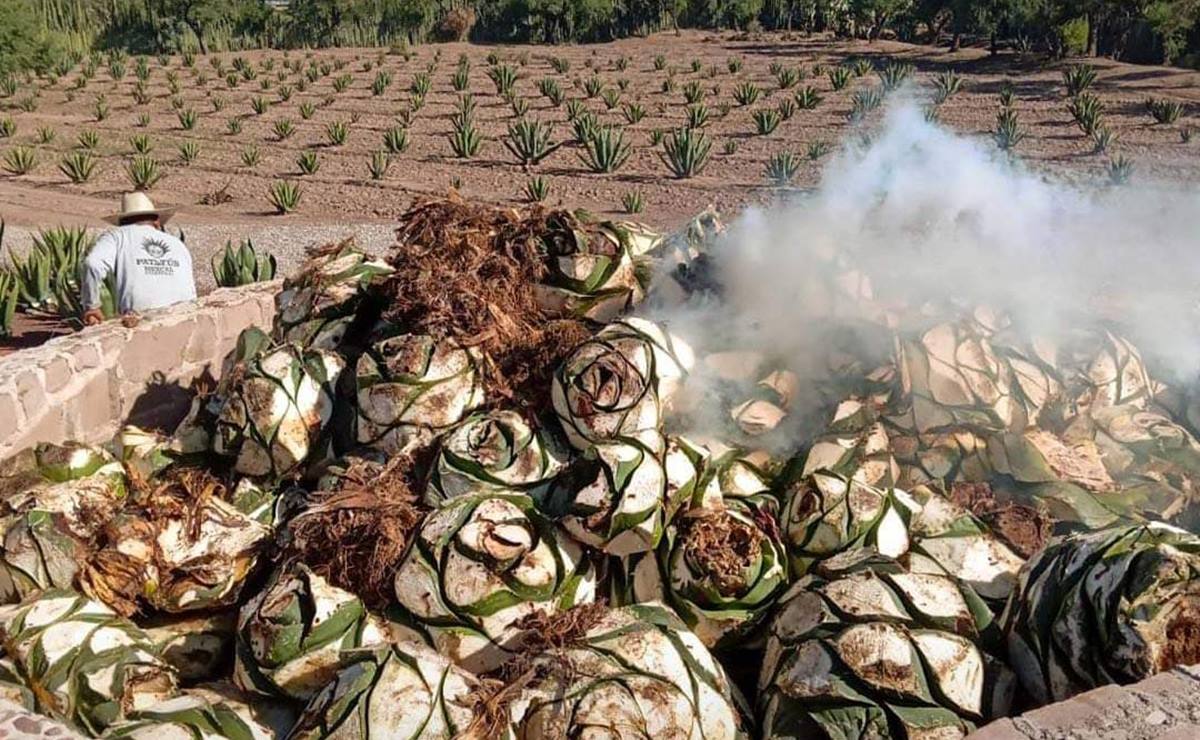 Mezcal Patatús, la bebida artesanal de los pueblos ancestrales de SLP