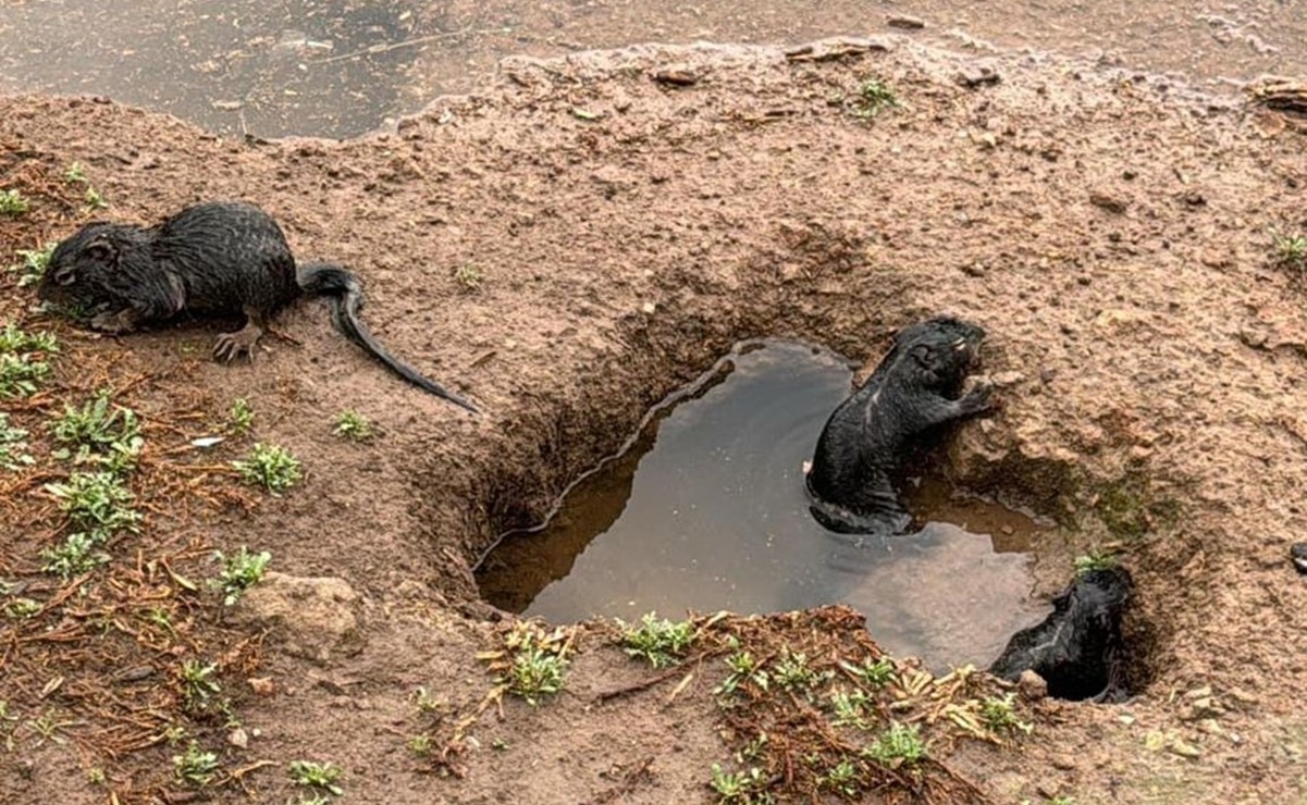 Las madrigueras de las ardillas están inundadas y esto las pone en riesgo de morir. Foto: Cortesía