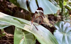 ¡Sorprendente! Captan mariposa de alas de cristal en el Jardín Escultórico Edward James