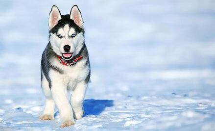 ¿Por qué los perros huskies tienen los ojos azules?