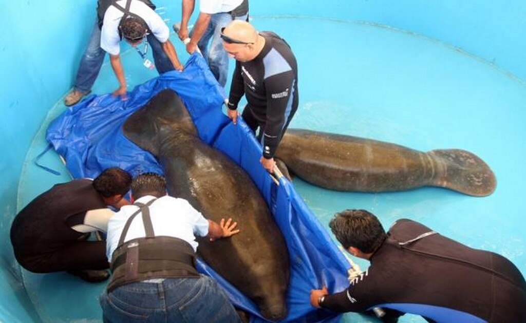  Alga tóxica, posible causa de muerte de manatíes: Semarnat