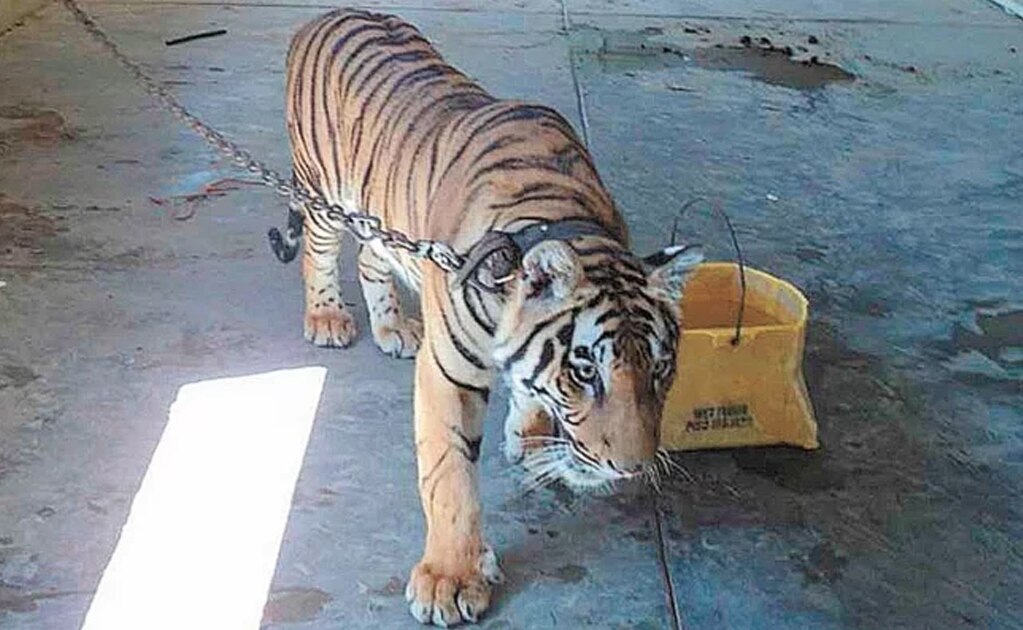 Profepa decomisó casi 5 mil ejemplares de fauna y flora