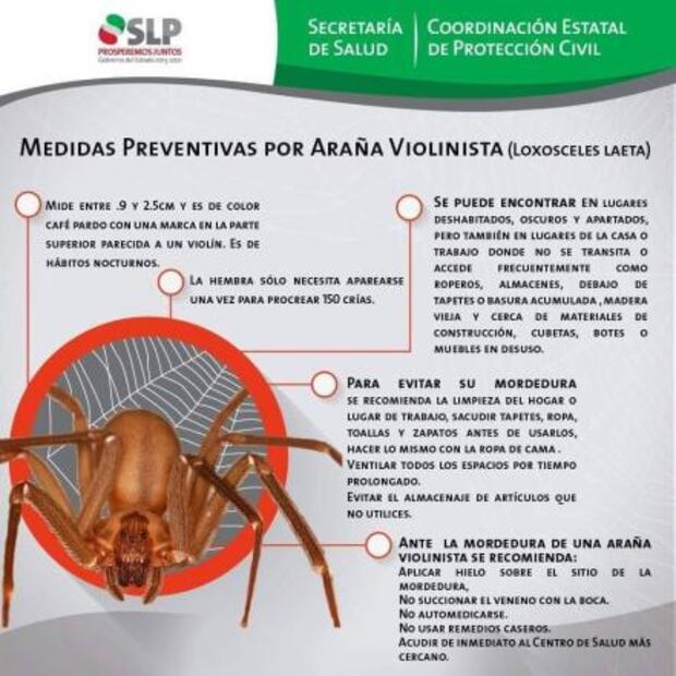 Emiten medidas preventivas por araña violinista