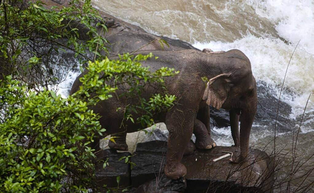 Encuentran 5 elefantes muertos en cascada de Tailandia; van 11