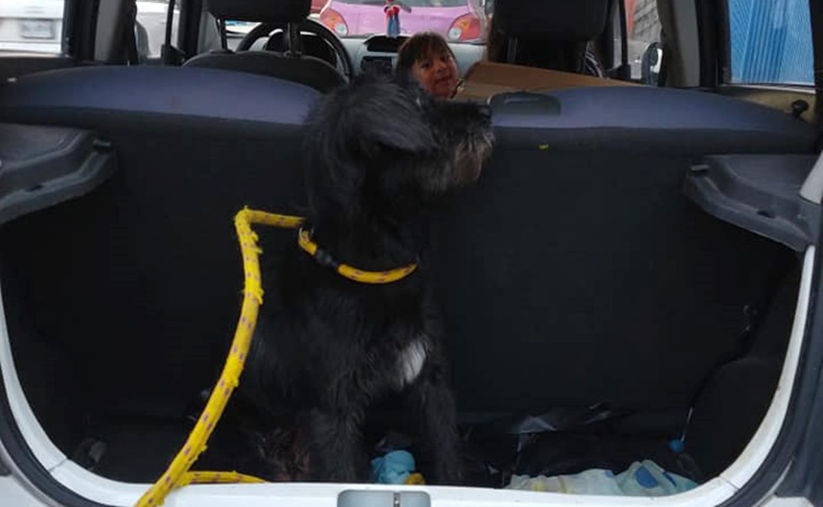 Solicitan ayuda en redes para perrita herida por cuete en SLP