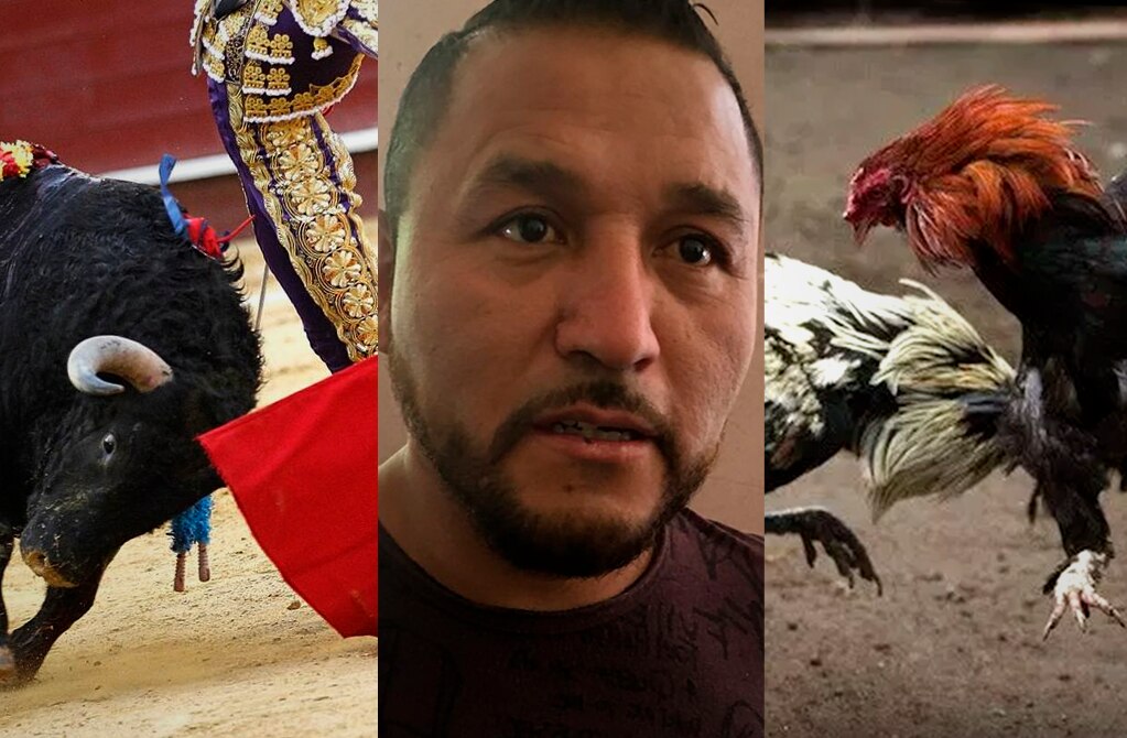 Por ataque a “El Mijis”, retrasan análisis de prohibición de corridas de toros y peleas de gallos