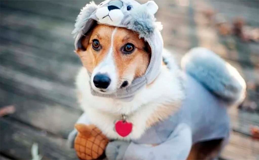 ¿Tener un “perrhijo” indica que tienes un trastorno mental?