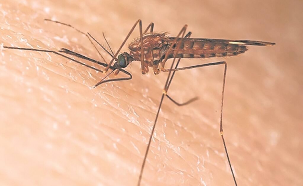 Gobierno culpa a empresas corruptas por falta de insecticida para dengue, pero renueva contrato a 6 de 7