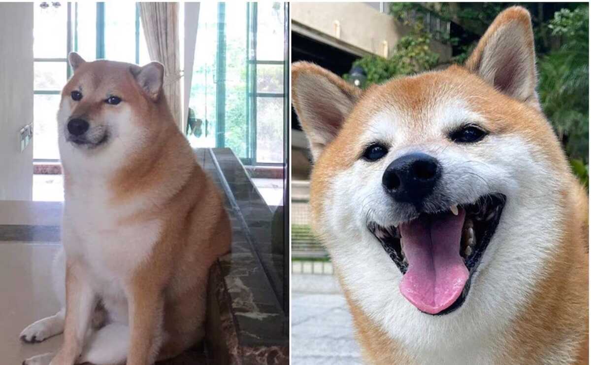 ¡Hasta siempre, Cheems! Muere Balltze, el famoso perrito que conquistó las redes sociales