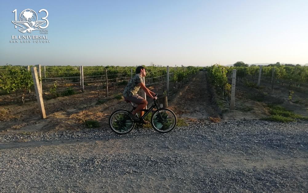 Celebran cosecha potosina en la Vendimia 2019