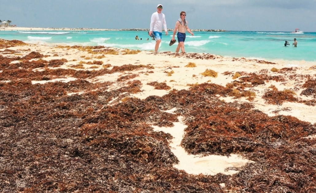 Sargazo en el Caribe mexicano no es un tema menor ni fifí: experto