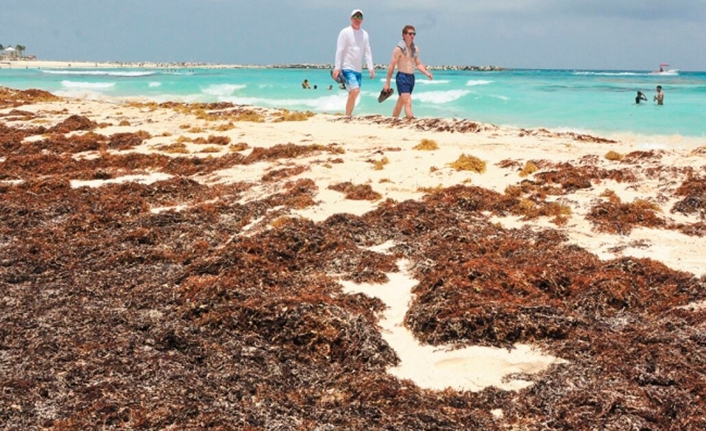 Sargazo en el Caribe mexicano no es un tema menor ni fifí: experto