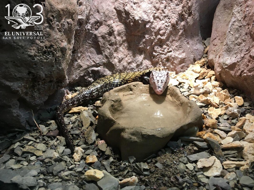 Exposición “Reptiles del Pasado y del Presente” se presenta en el Laberinto