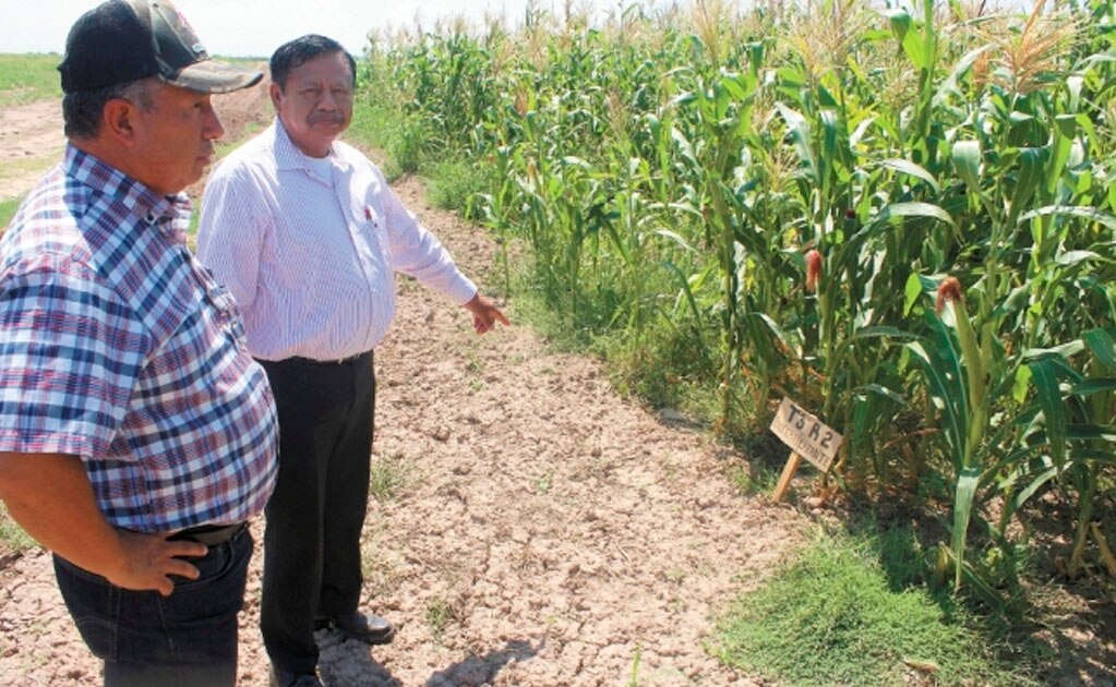 Con fertilizante de nopal buscan mejorar cultivos en Durango