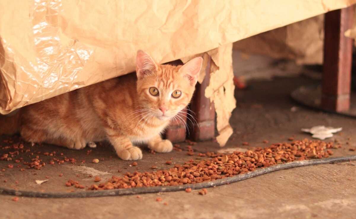 Los gatitos del mercado San Luis 400, una historia de lucha por los derechos de los animales