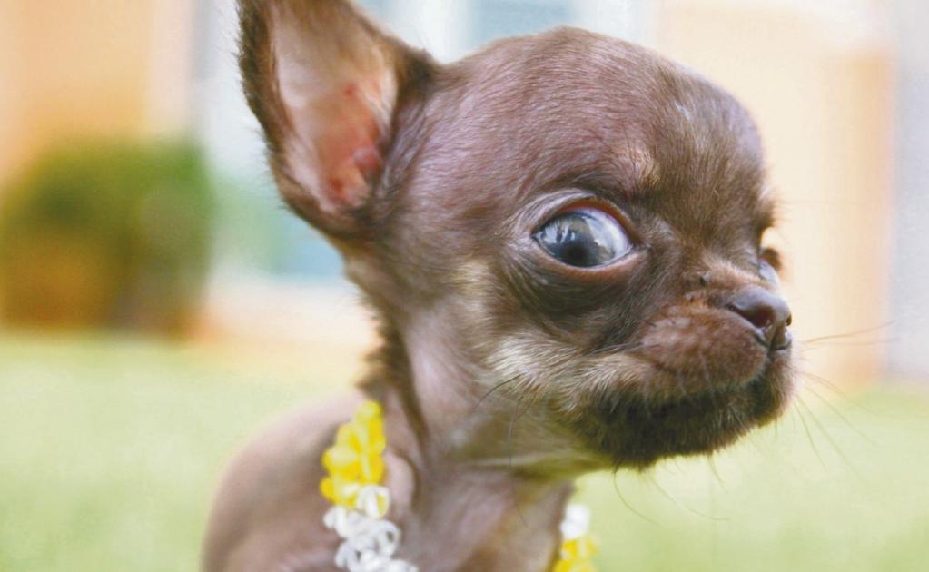Recomiendan no dar perros chihuahua a menores