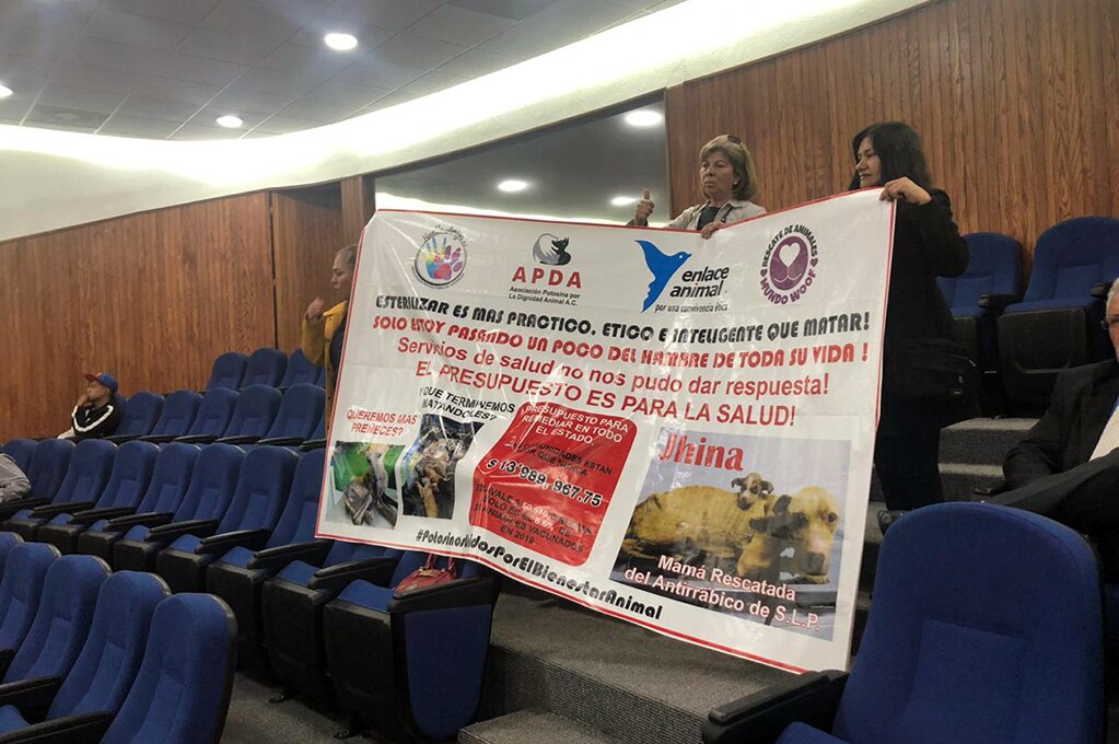 Con huelga de hambre, animalistas solicitan recursos para esterilización