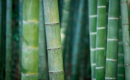 Producción cañera potosina en picada por estragos de la sequía