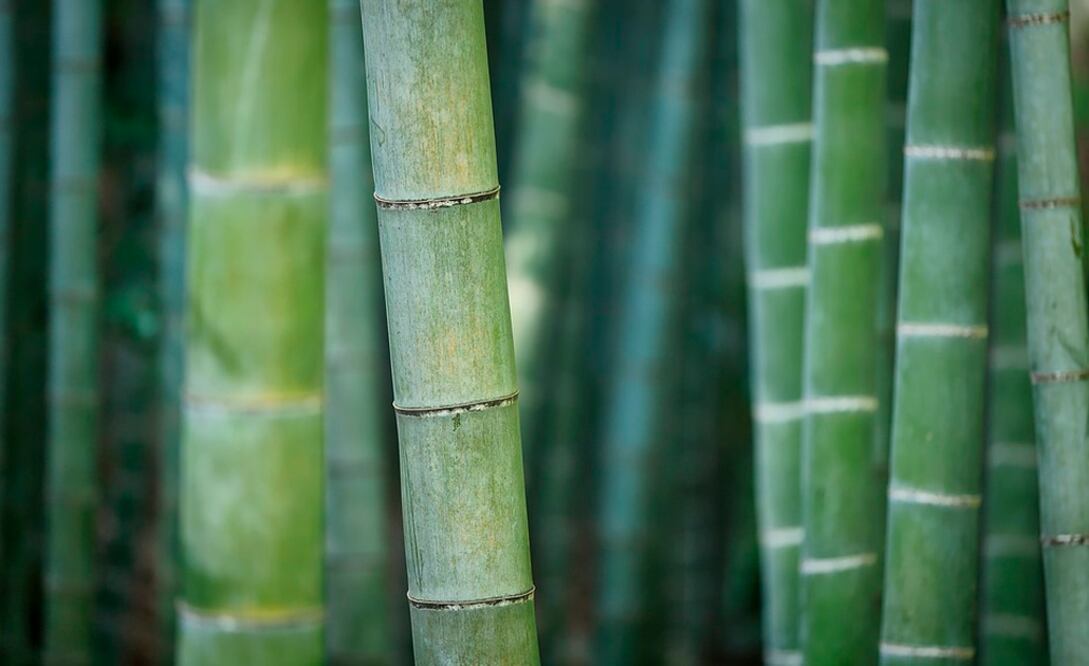 Foto: Pixabay | El Universal