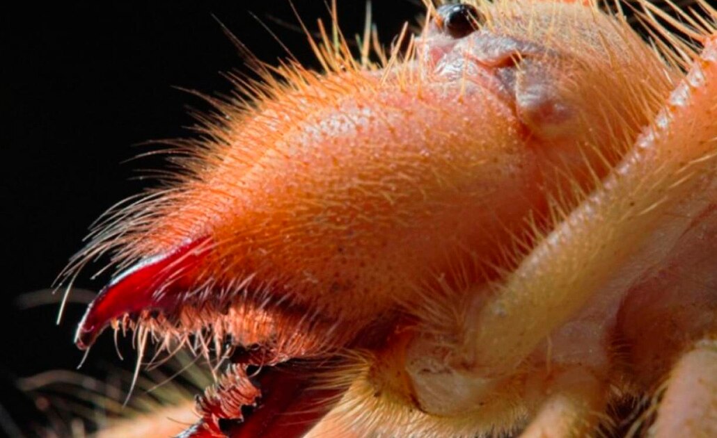 Fake news que "araña camello" coma carne humana