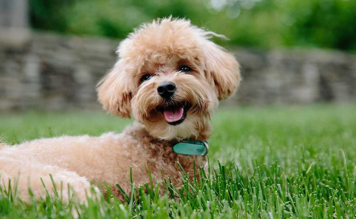 Anuncian Dog Fest 2022 en San Luis, evento para promover el cuidado responsable de los perritos