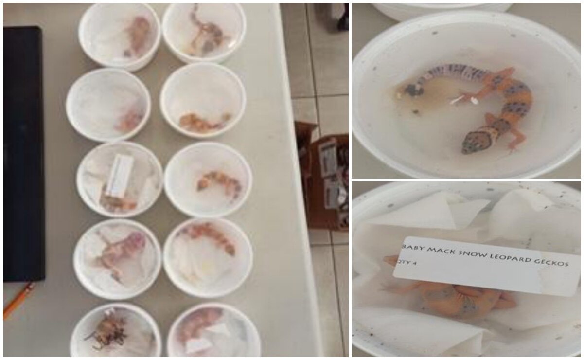 Profepa asegura 10 geckos leopardo en aeropuerto de San Luis Potosí