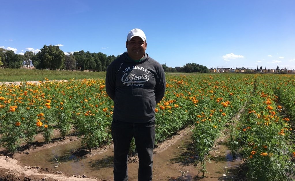 Agricultores de Soledad “dan vida” al Día de Muertos con siembra anual de cempasúchil