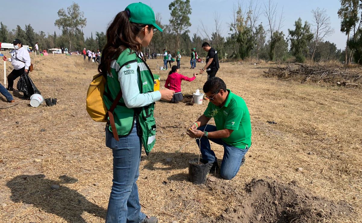 Arranca segunda etapa de reforestación en parques Tangamanga I y II de SLP