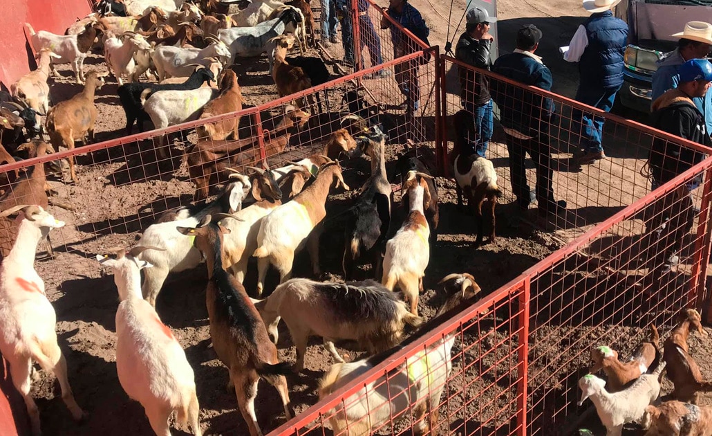 SEDARH llama a ganaderos a reportar muerte de ganado para pago de seguro