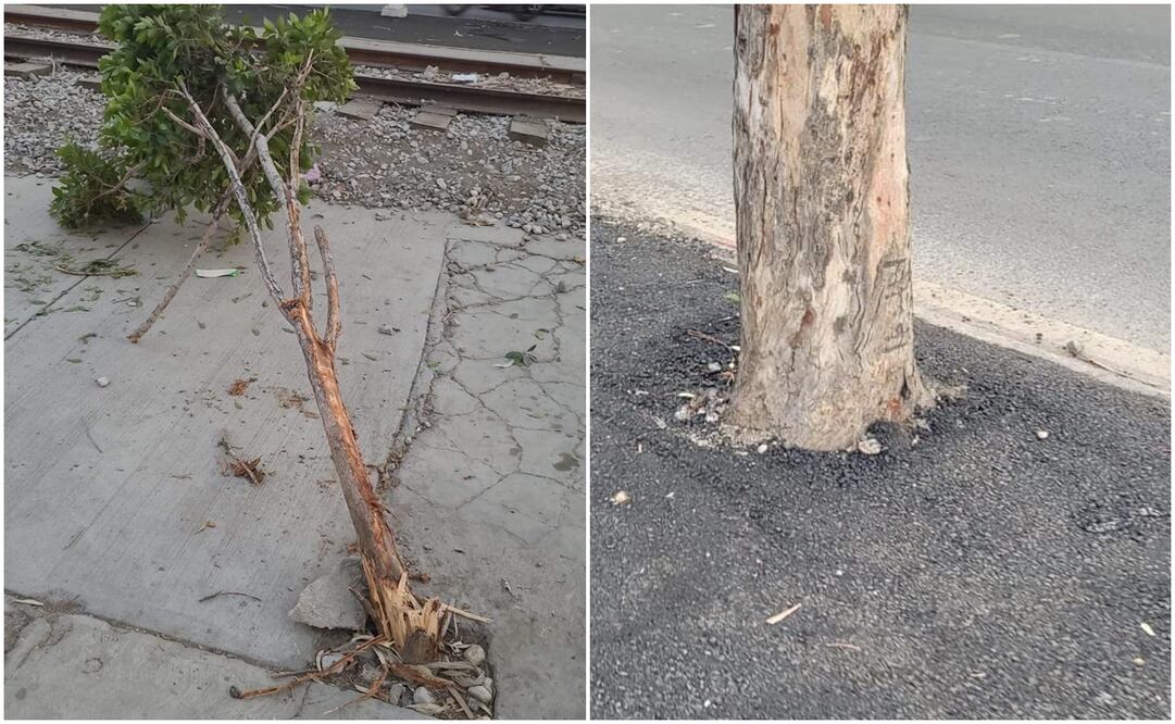 En la denuncia se puede apreciar las malas condiciones en las que se encuentran los árboles de avenida Cortés. Fotos: Cortesía