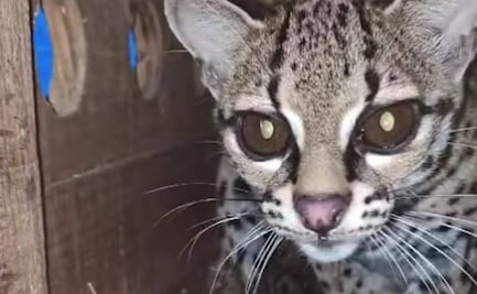 Nace felino en peligro de extinción en la UMA de Selva Teenek en la Huasteca Potosina