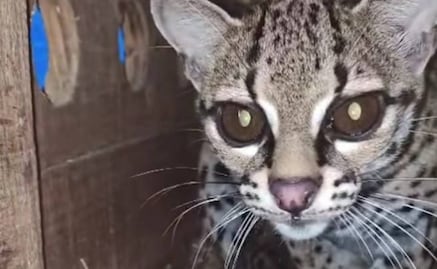 Nace felino en peligro de extinción en la UMA de Selva Teenek en la Huasteca Potosina