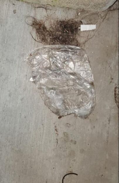 FOTOS. Así era la finca de Rioverde donde fue hallada una tigresa 