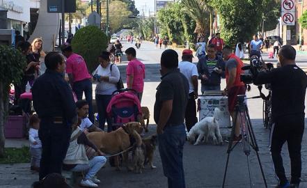 Defensoras de animales piden no dar carpetazo a caso de “Miguelito”; aportarán pruebas a investigación