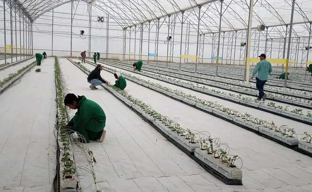 Dará STPS seguimiento al caso de Agropecuarios Tom, empresa de SLP señalada de incurrir en trabajo forzado