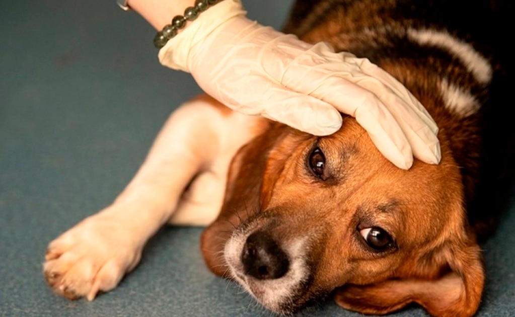 La misteriosa enfermedad que está matando perros en Noruega