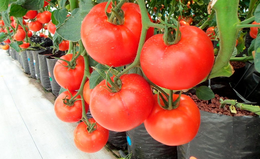 SLP, segundo productor nacional de jitomate