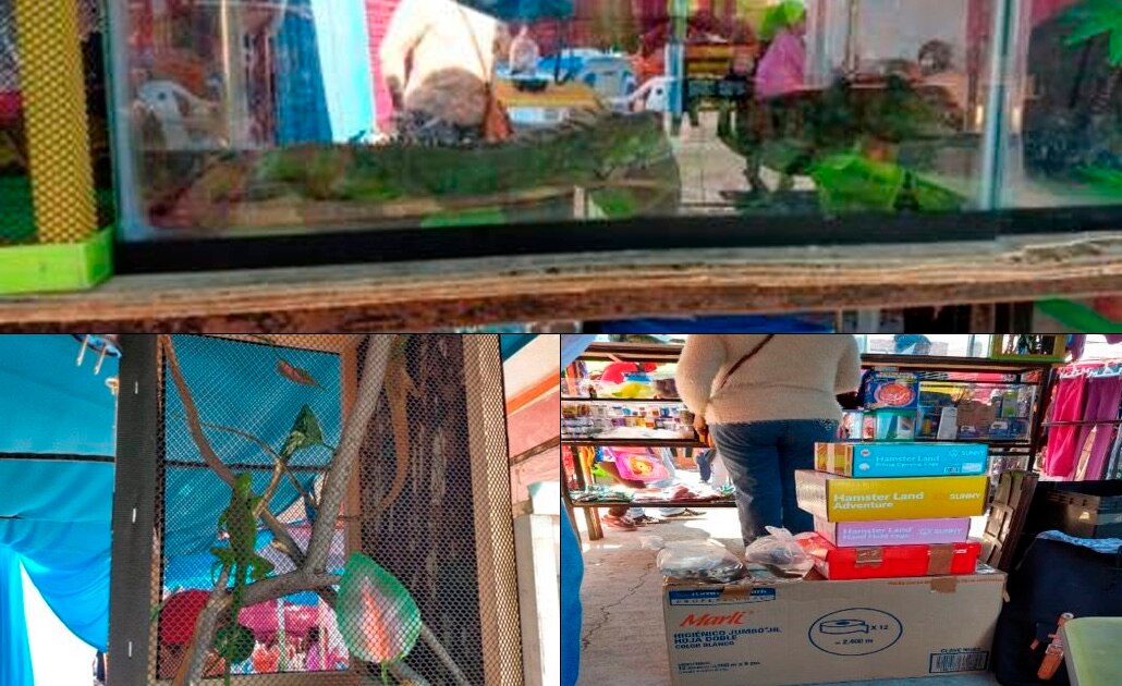 Profepa asegura 19 especies silvestres en tianguis de “Las vías”