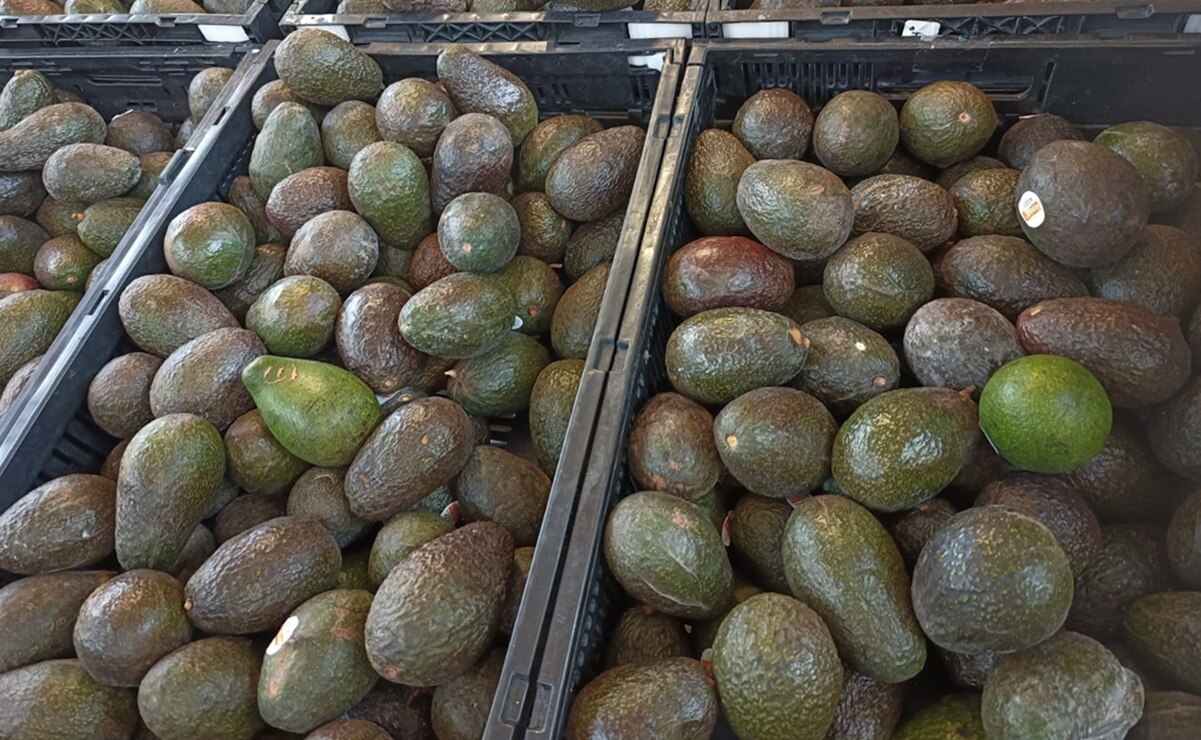 ¡Oro verde! Aguacate se vende en más de 100 pesos el kilo en San Luis Potosí