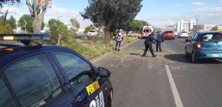 Árbol cae sobre taxi en carretera Matehuala