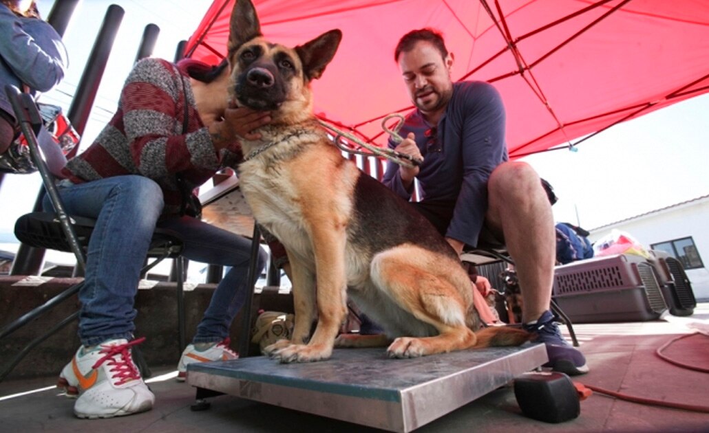 En Jalisco castigarán hasta con 3 años de prisión el maltrato animal