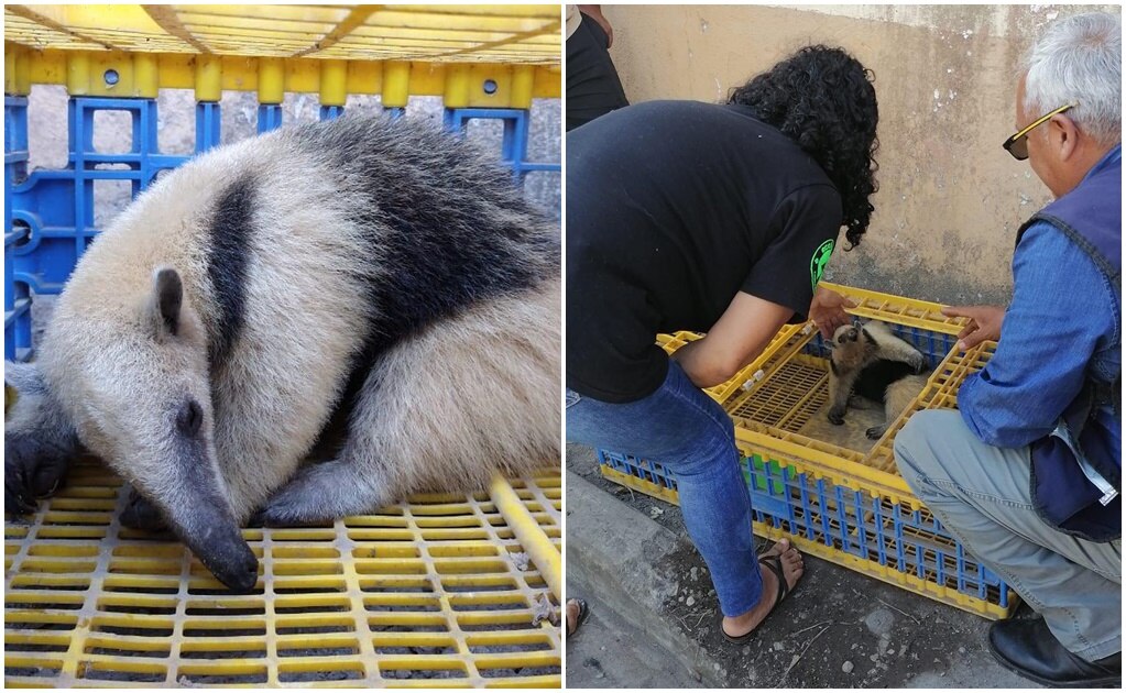 Rescatan en Tamazunchale a un oso hormiguero que estaba siendo traficado