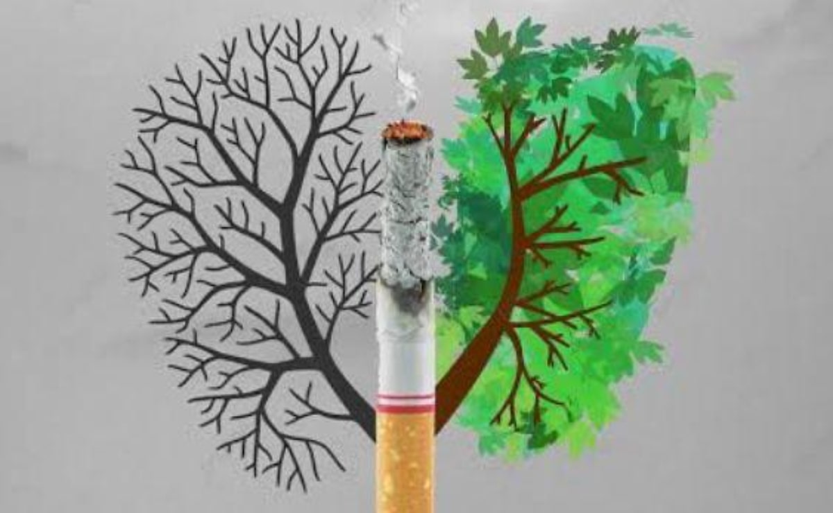 Con canje de cigarros por árboles, buscan incentivar la reforestación en San Luis Potosí 