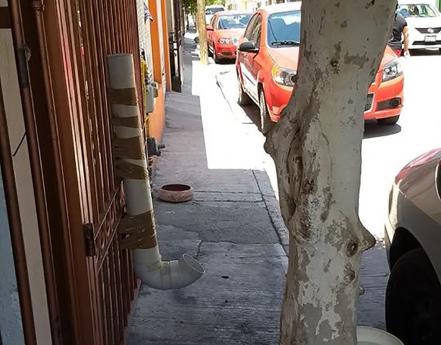 Ley capitalina de ecología violenta derechos humanos y animales: PROLEAN