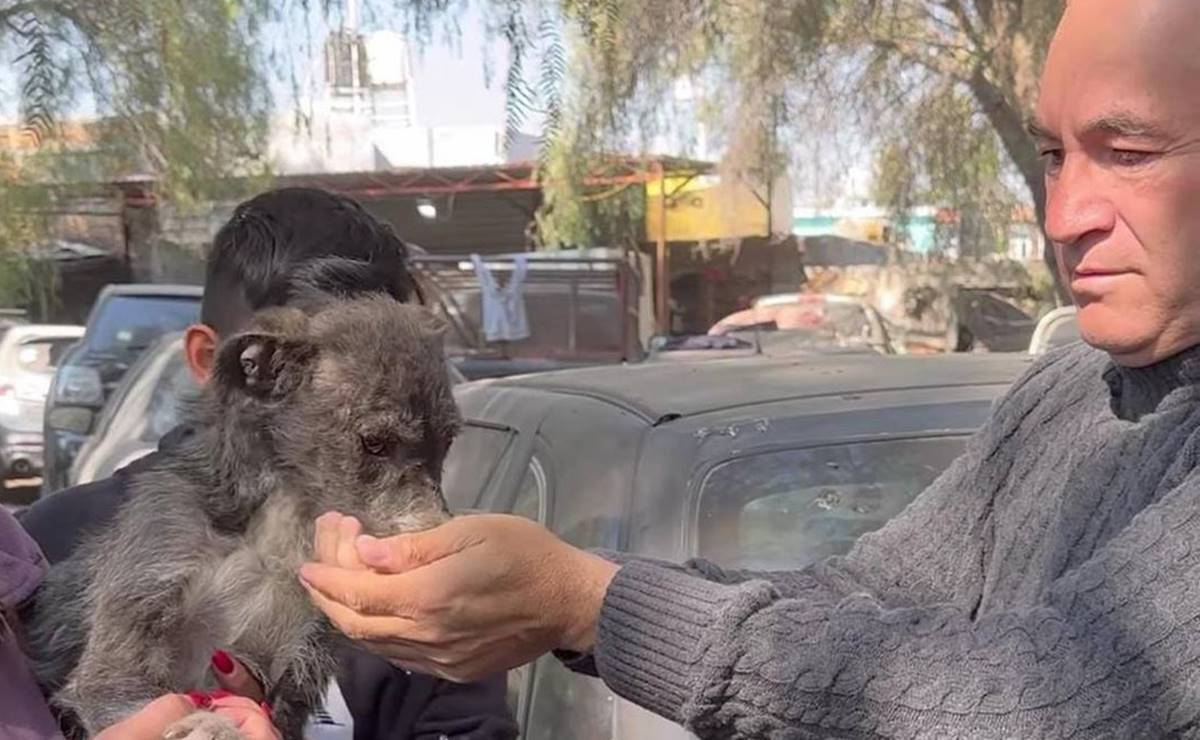 Hasta 40 reportes de maltrato animal ha recibido la SSPC de la capital potosina en lo que va de este 2023