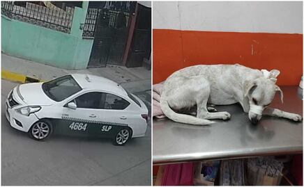 VIDEO. Taxista atropella y mata a perrito en la capital de SLP; exigen castigo para el responsable