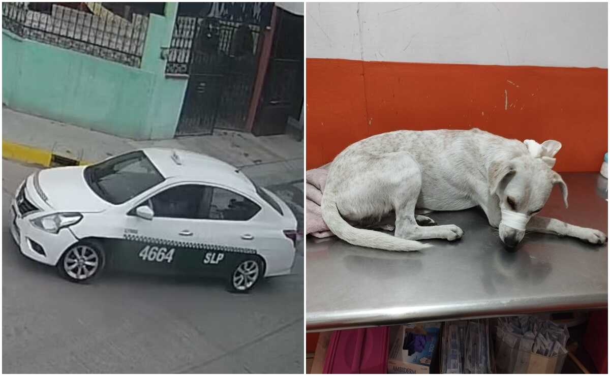 Taxista atropella a perrito en la capital de SLP. Fotos: Cortesía