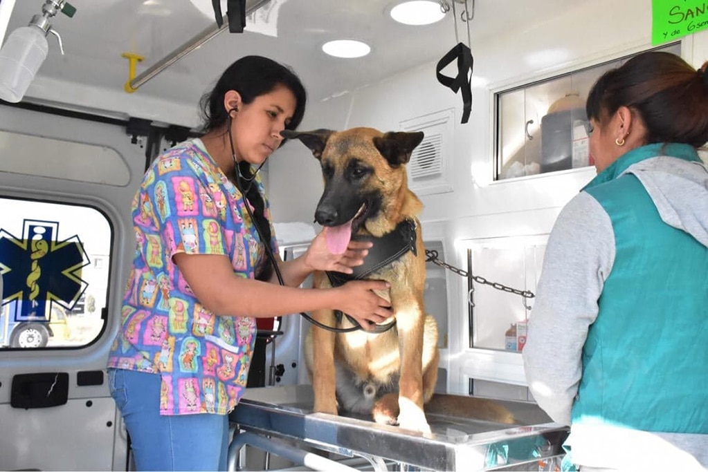 Ambudog alcanza 10 mil servicios a mascotas