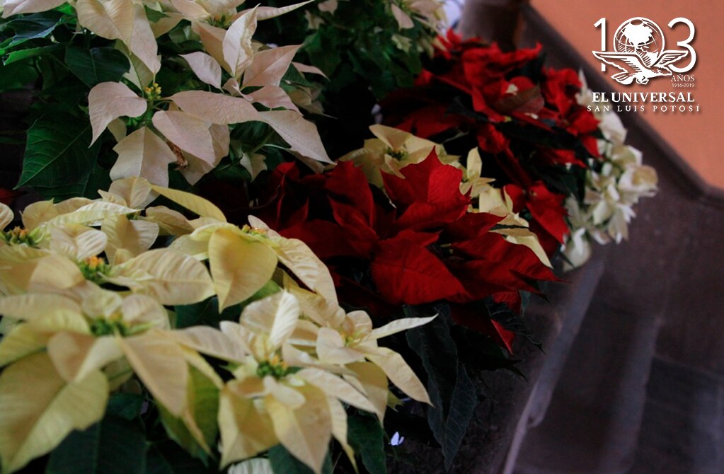 Nochebuena, la flor de Navidad