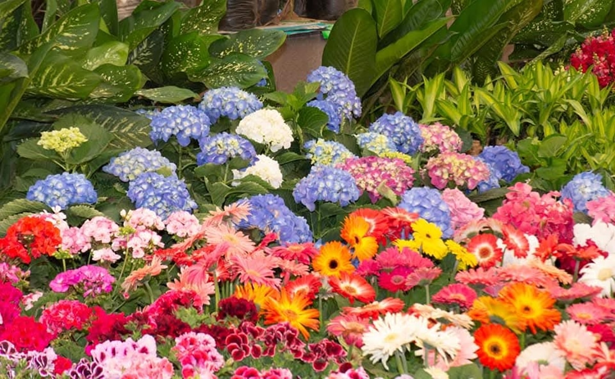 ¡Atención, amantes de las plantas! Llega a Soledad de Graciano Sánchez la Feria de las Flores 2025